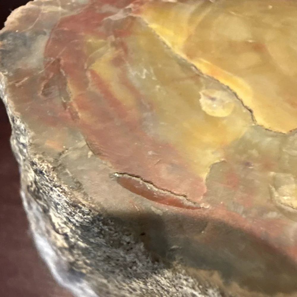 2.1 LB Agatized Petrified Wood Log Fossil Polished Ends Natural Bark Specimen